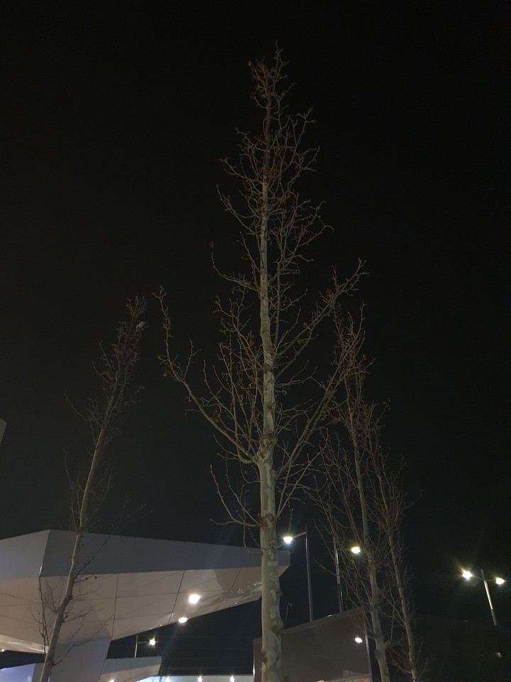 Baum Tree درخت