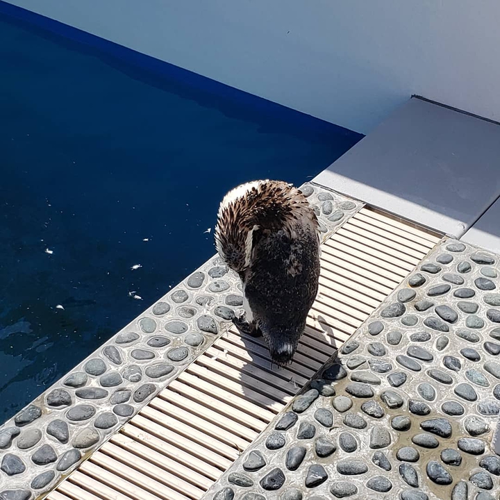 Penguin