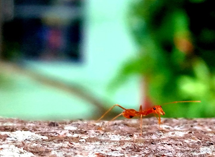 ants