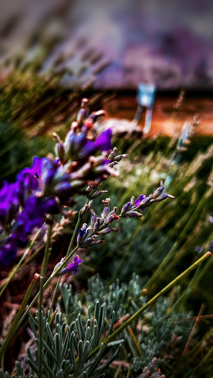 lavand flower