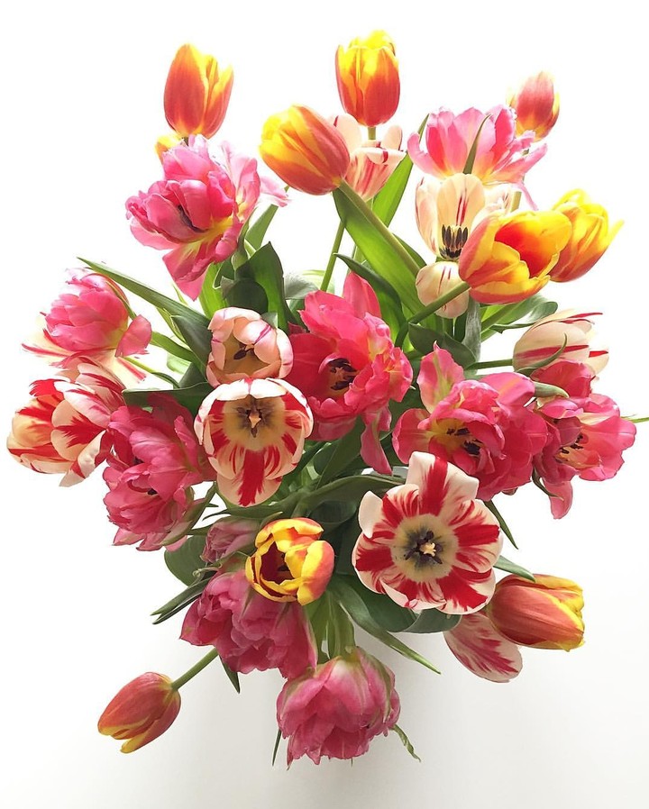 tulipany