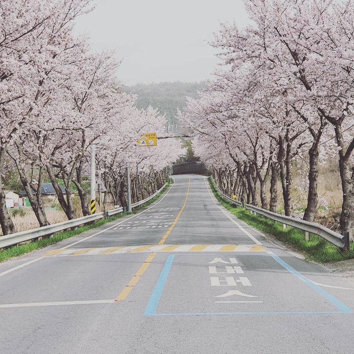 벚꽃