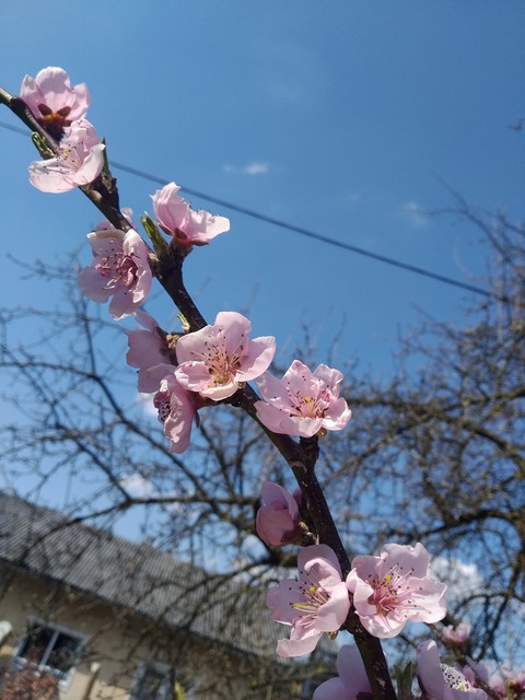 Beautiful flowers
