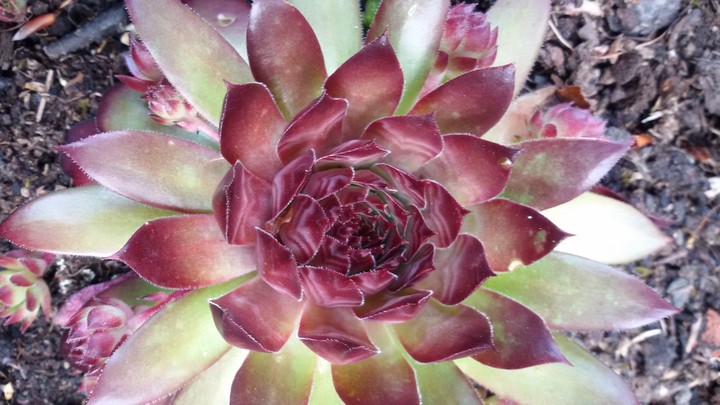 Flower