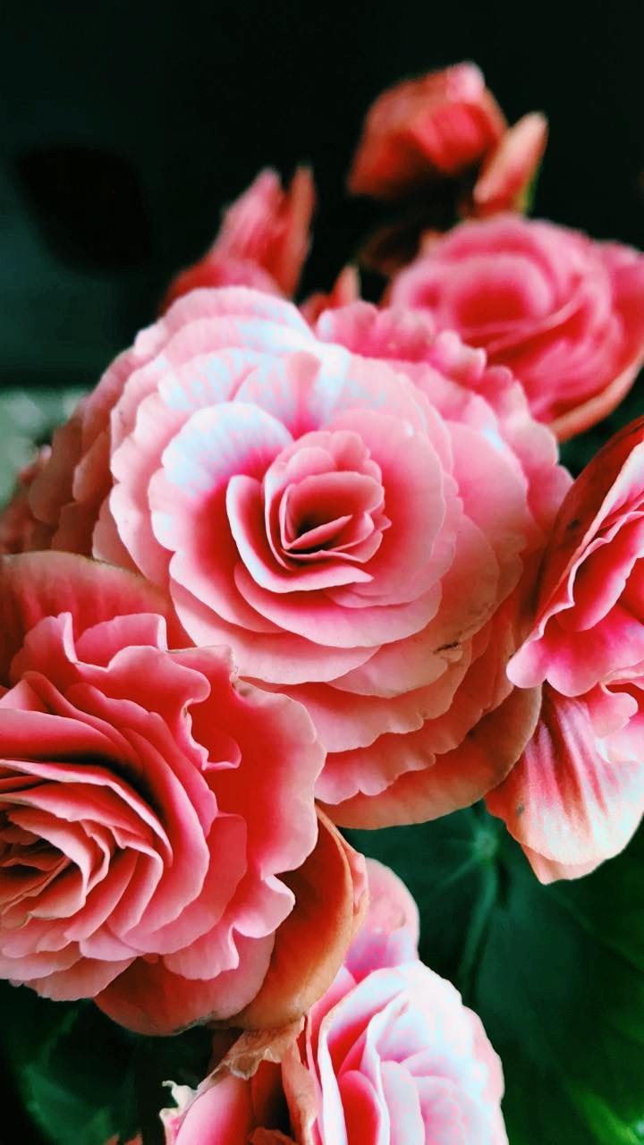 Roses ♡