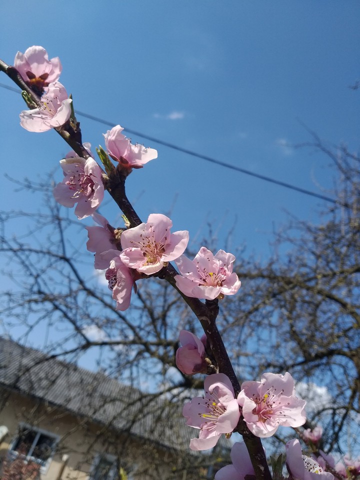 Beautiful flowers