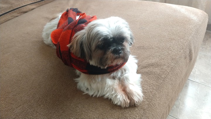 Dog