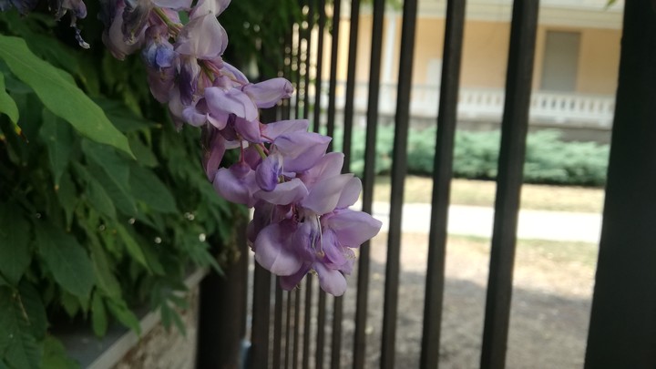 Italian purple flower