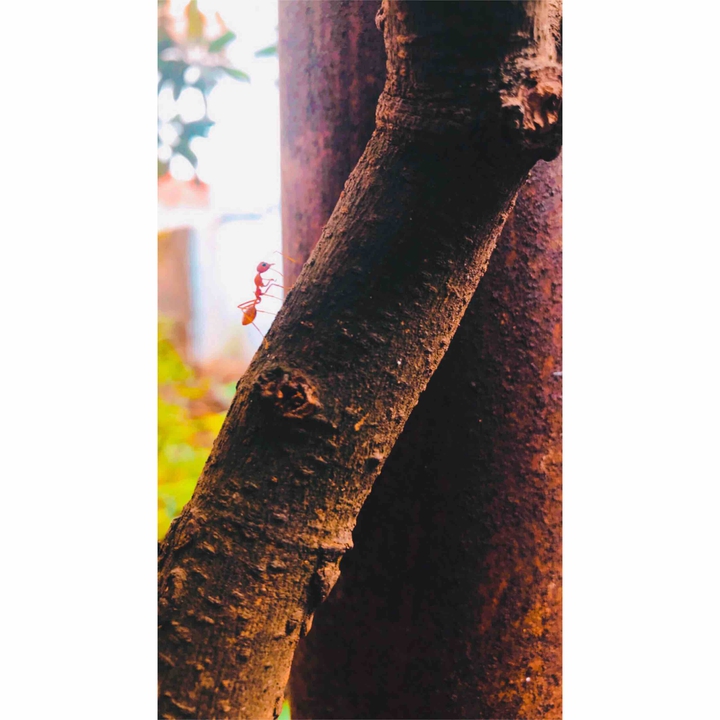 ant on tree