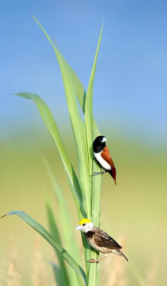Birds