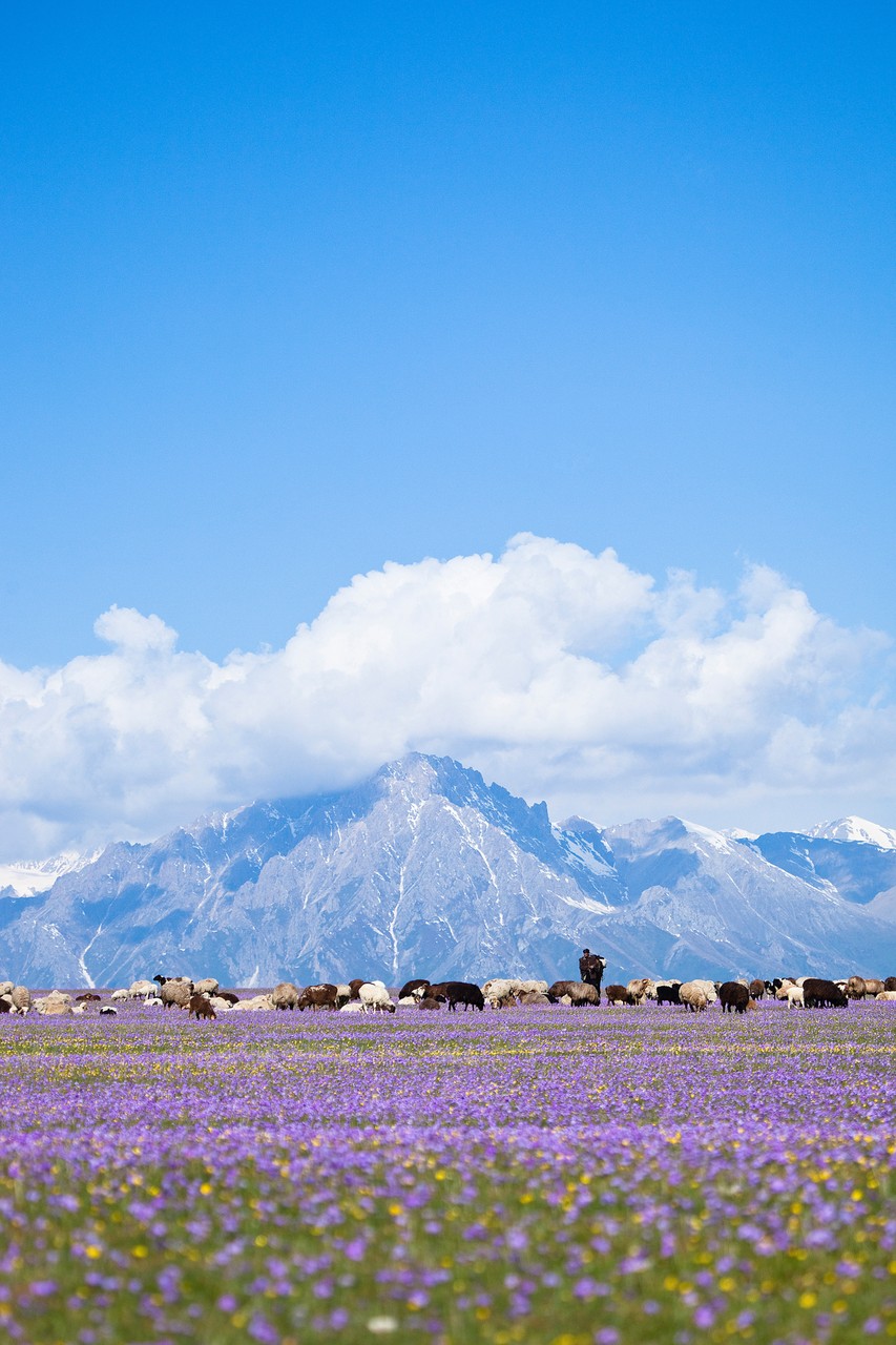 Flower Field