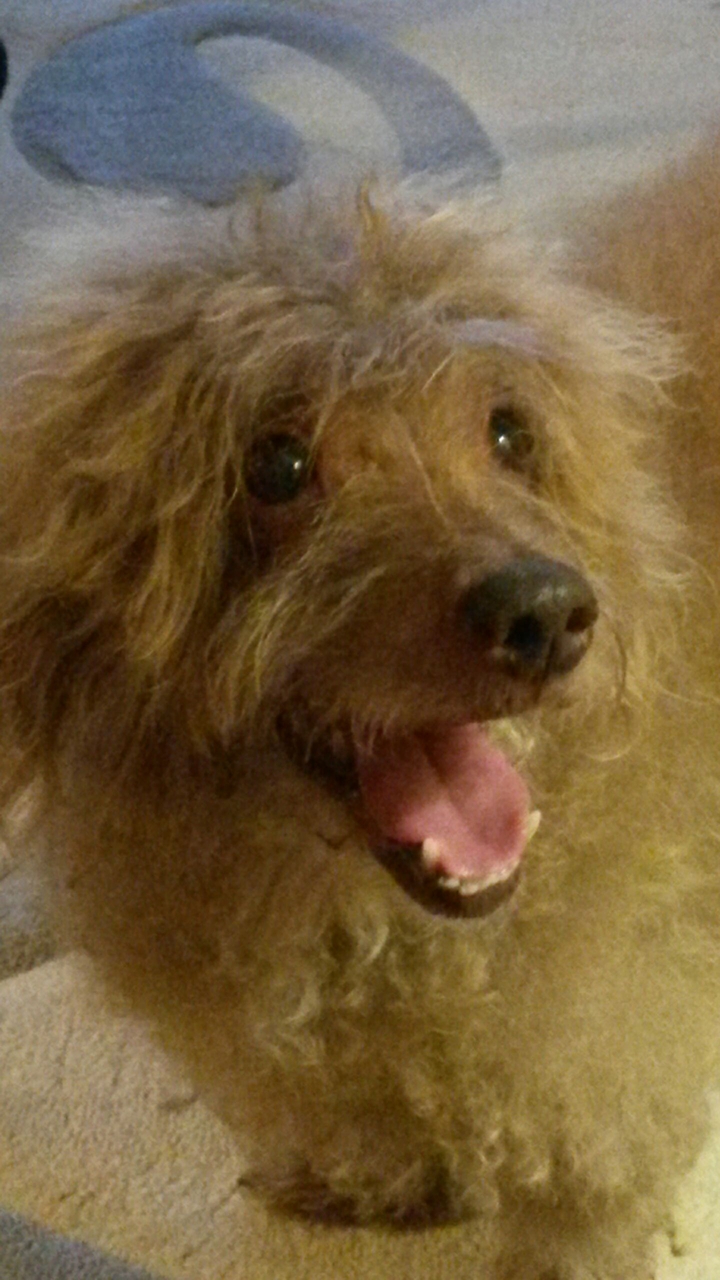 My Dog
