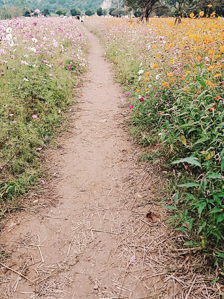 코스모스 길