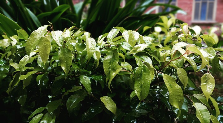 leaves with rain