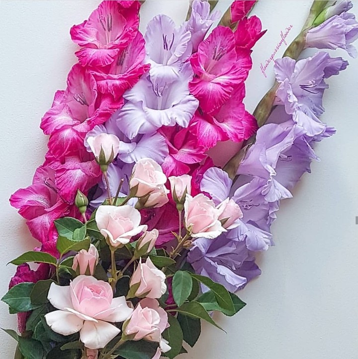 gladiola mečíky