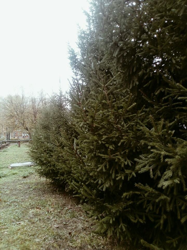 forest