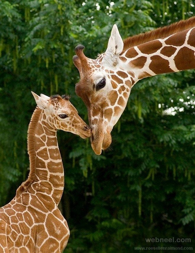 girrafe love