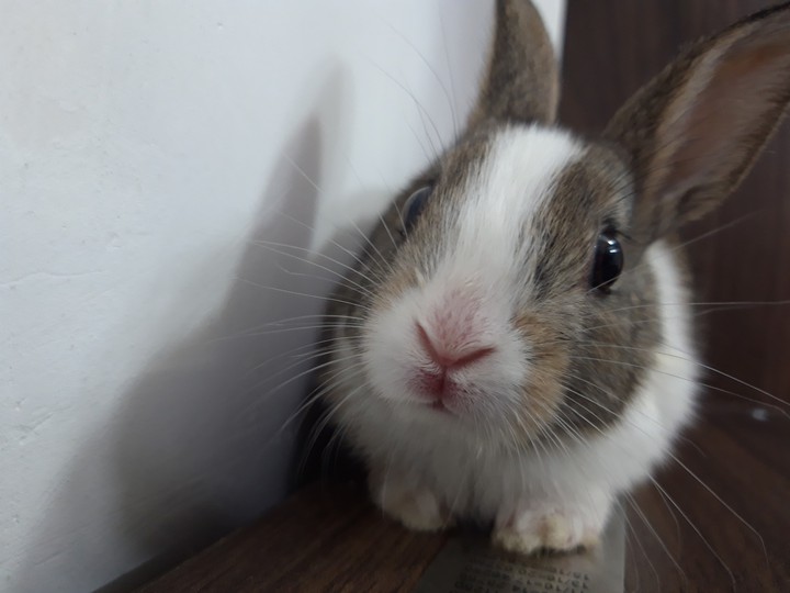 my rabbit?