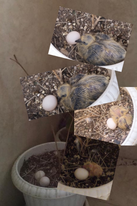 Pigeon Chicken Development Stages