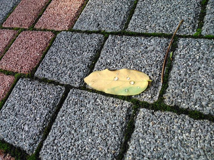 Drops on the leaf