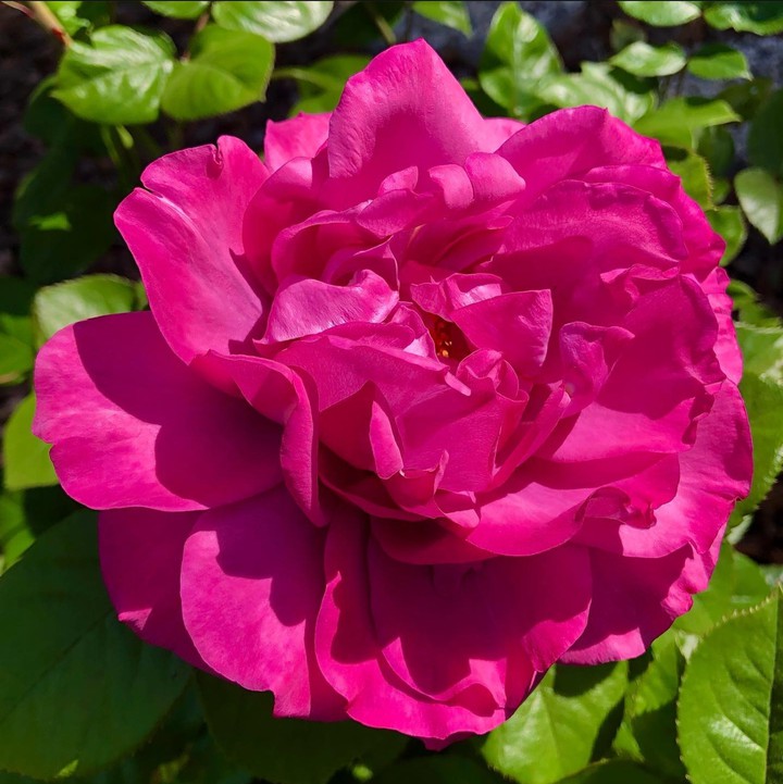 Magenta