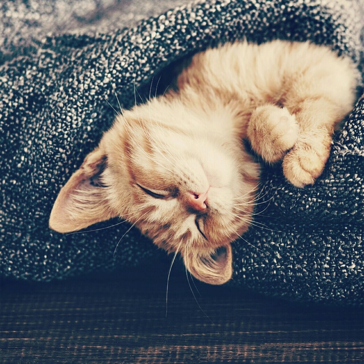 i wanna sleep ..meow
