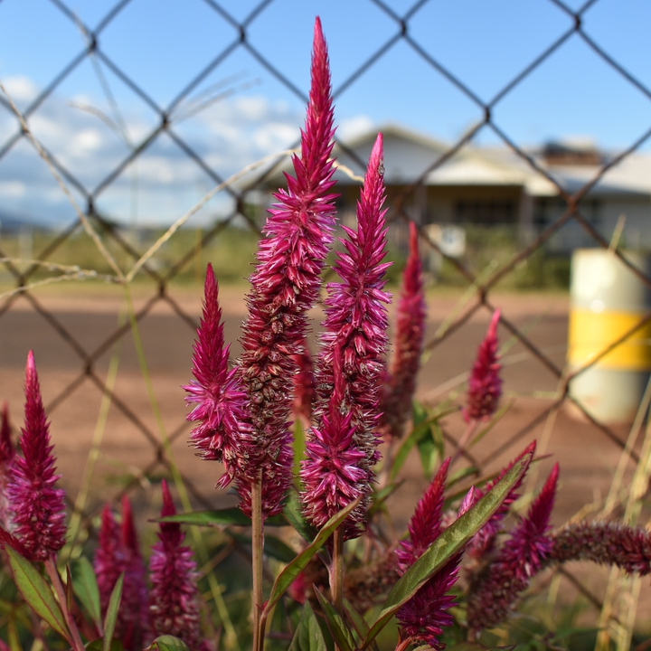 flower