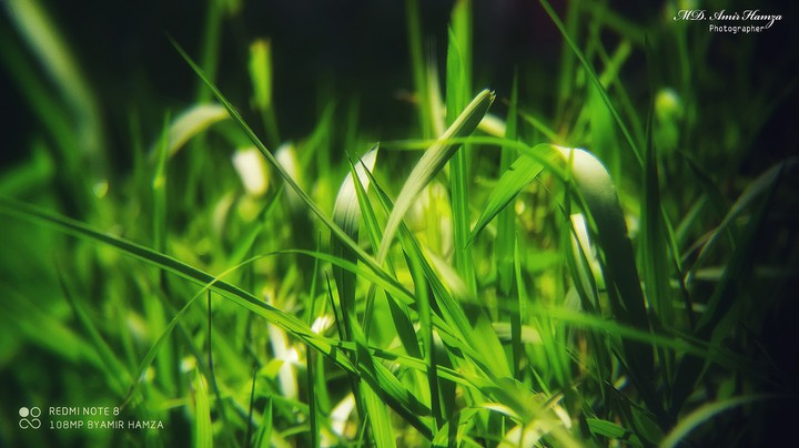 green Grass