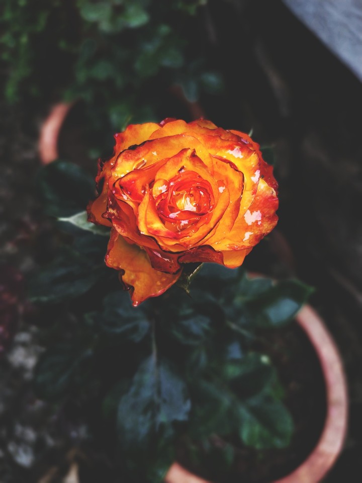 every flower has a story