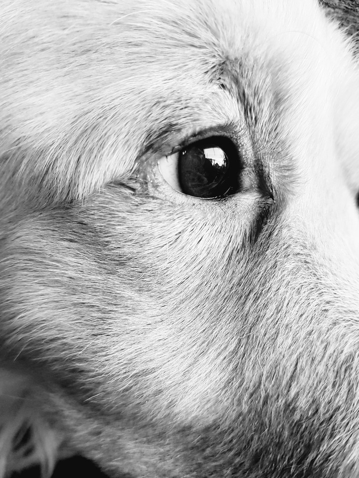 eye