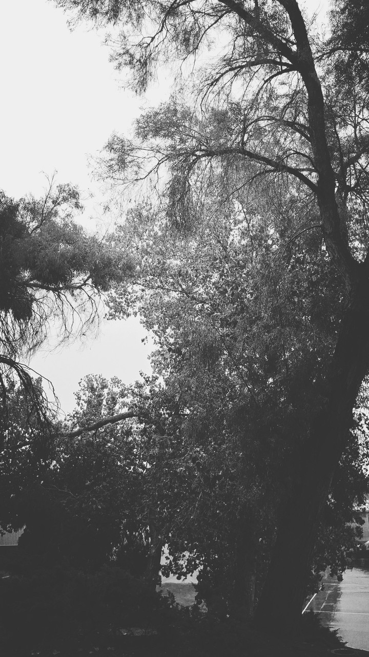 Vintage Rain