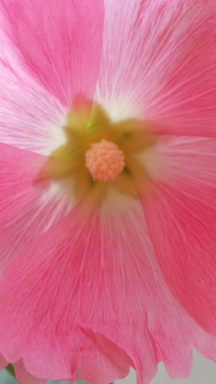 flor