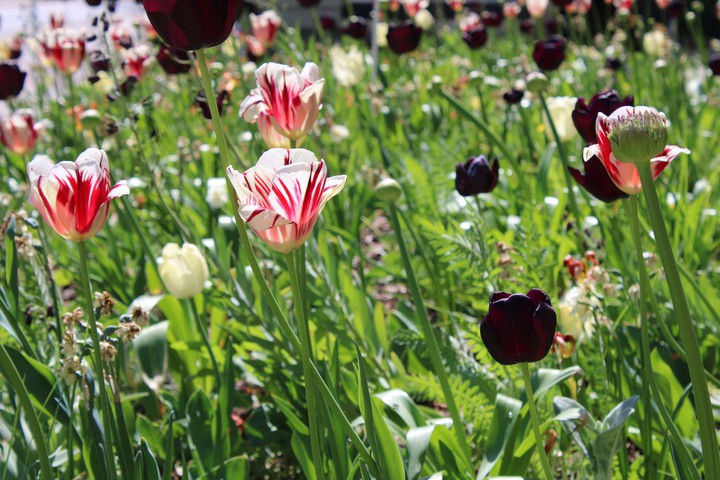 Spring