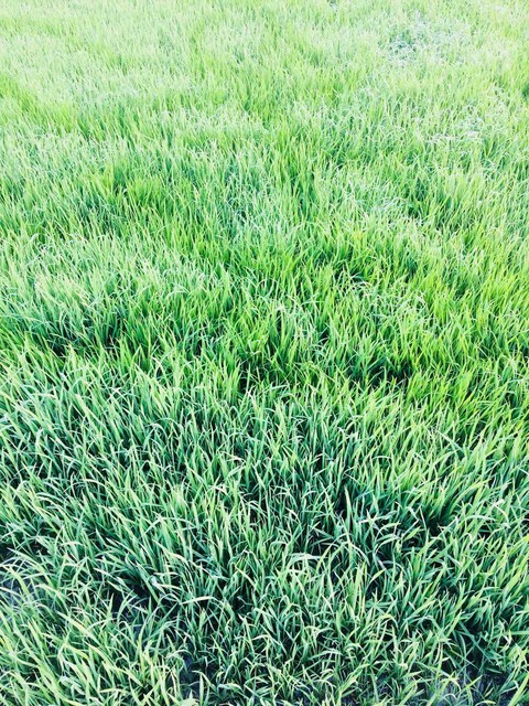 field