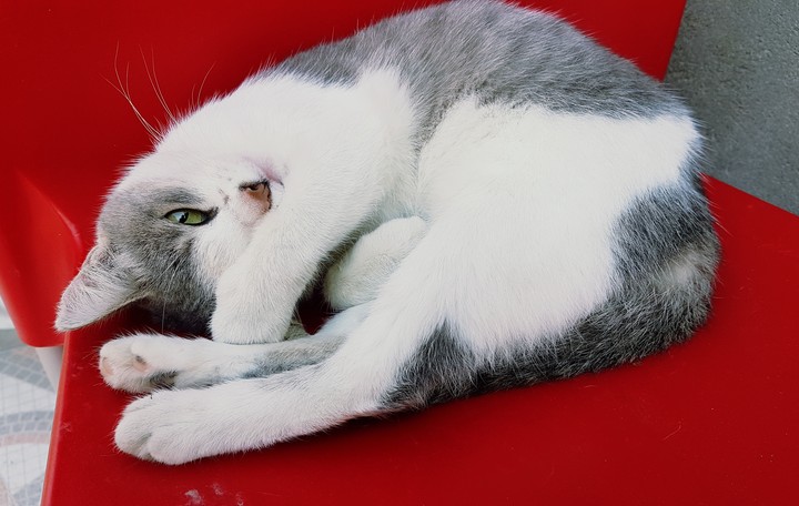 cat