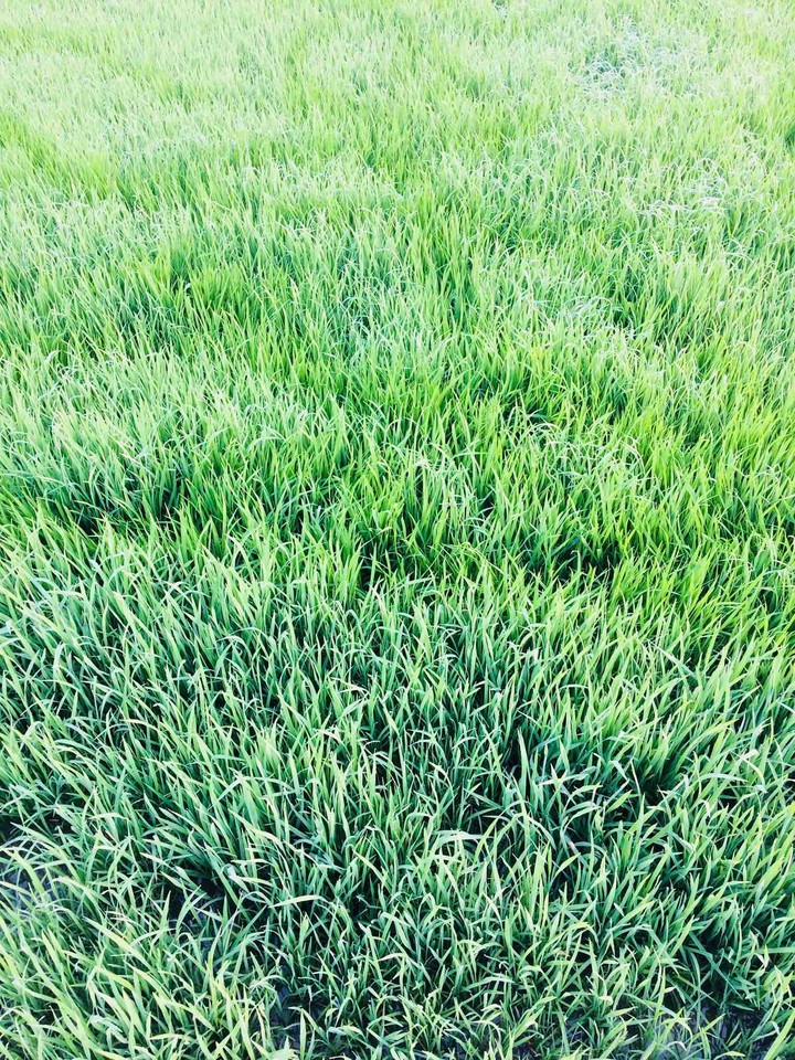 field