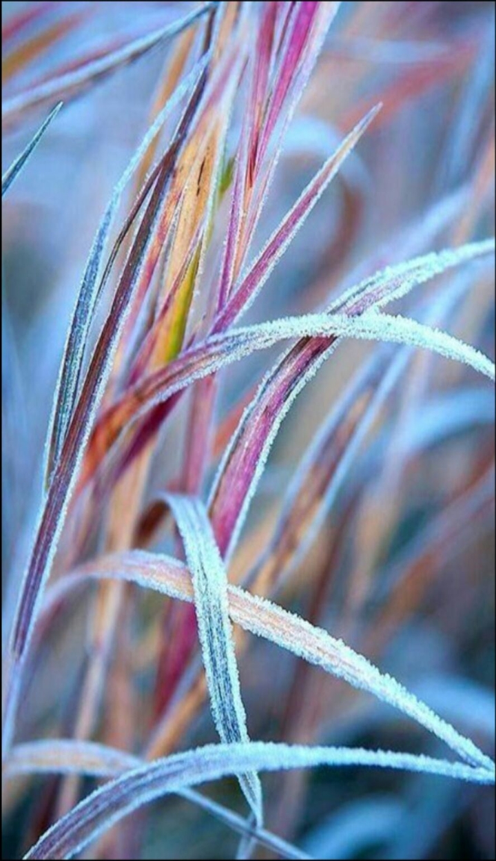 grass