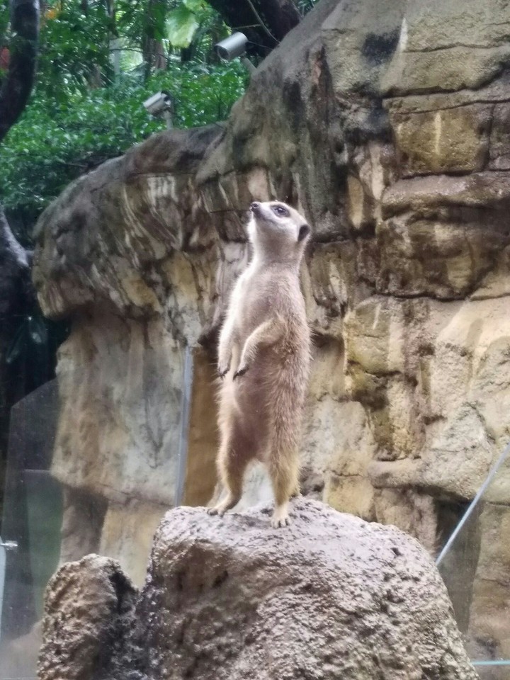 動物園