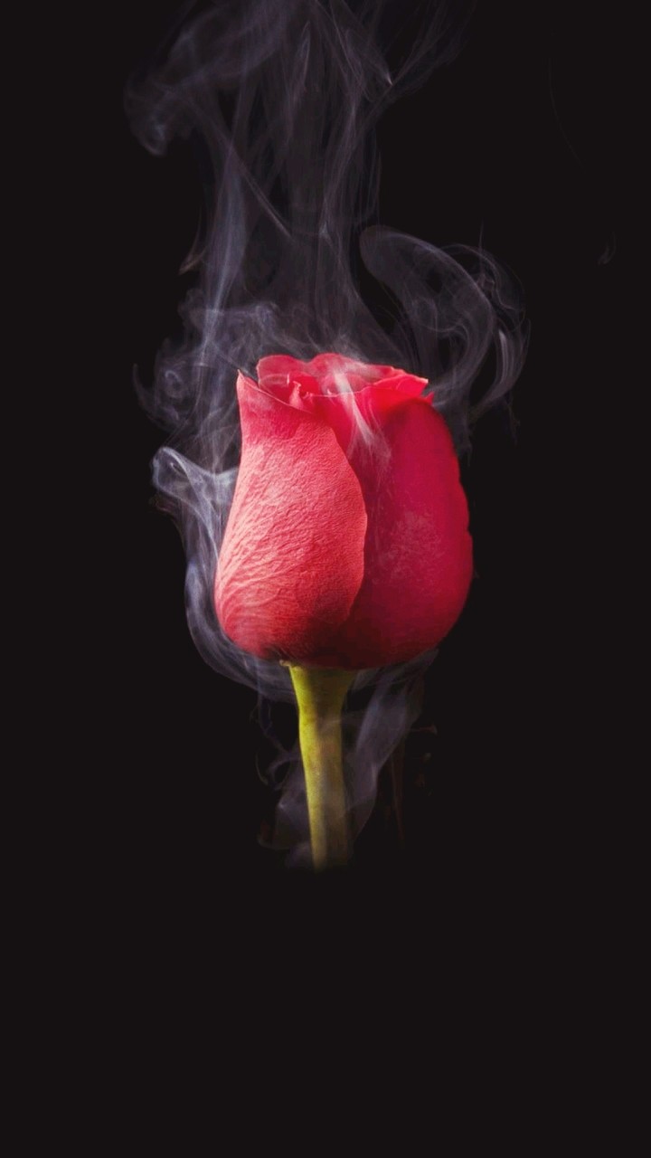 roze
