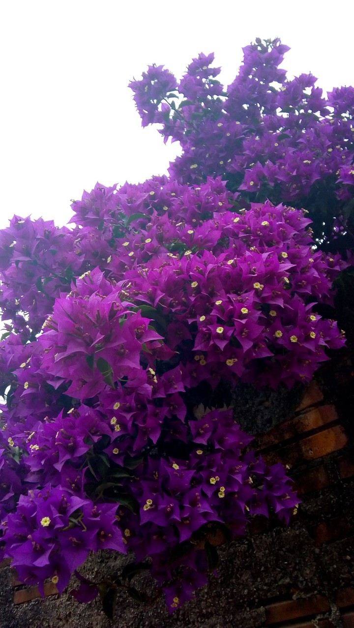 flores