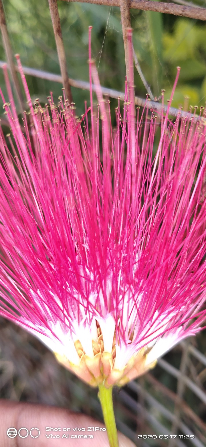 beauty flower