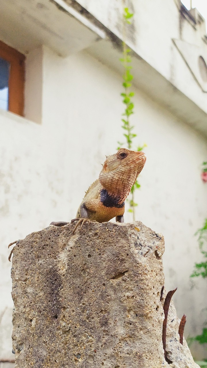 village dinosaur