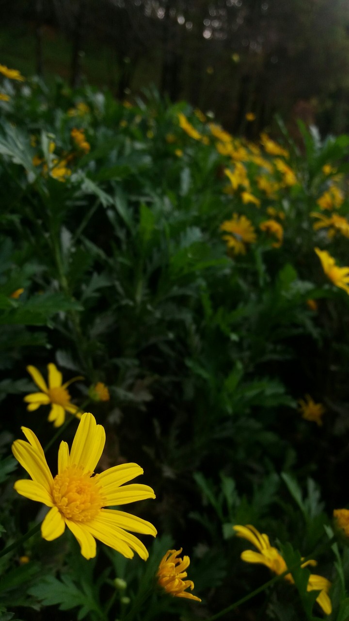 amarela