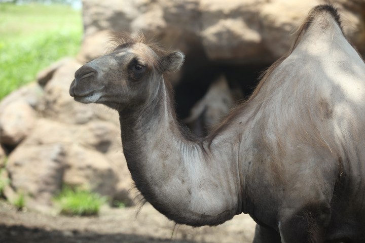 동물이미지