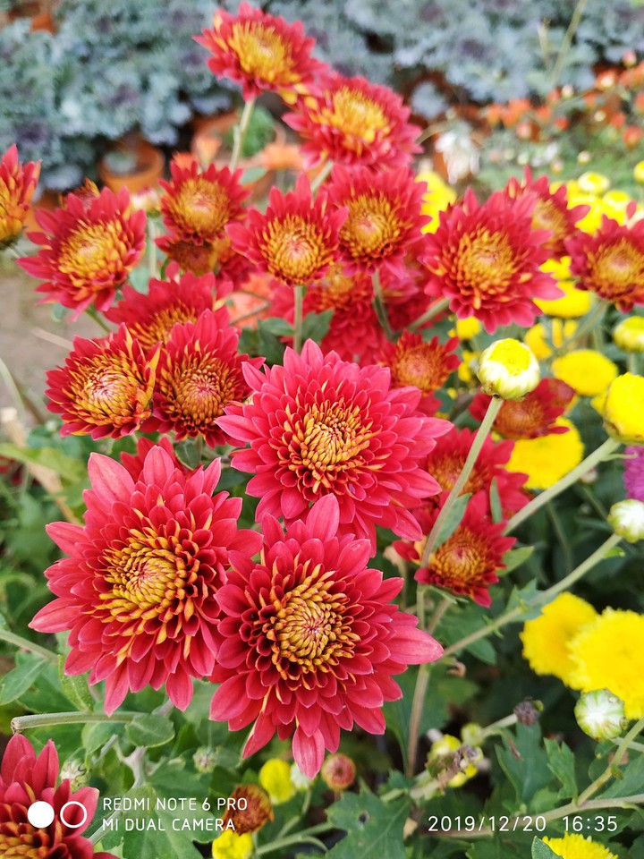 beautiful flowers