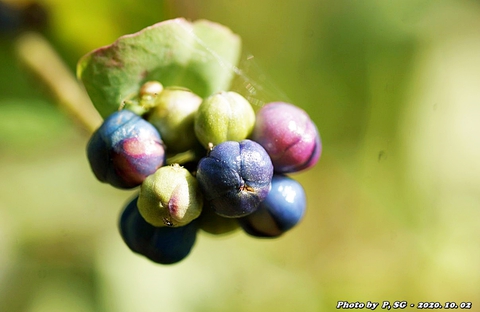 plant, food wallpapers