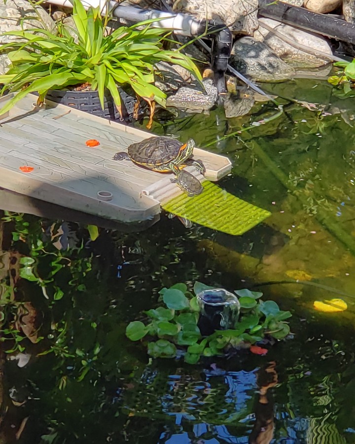 Pond