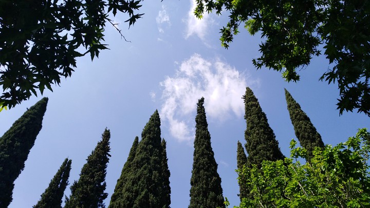 cypress