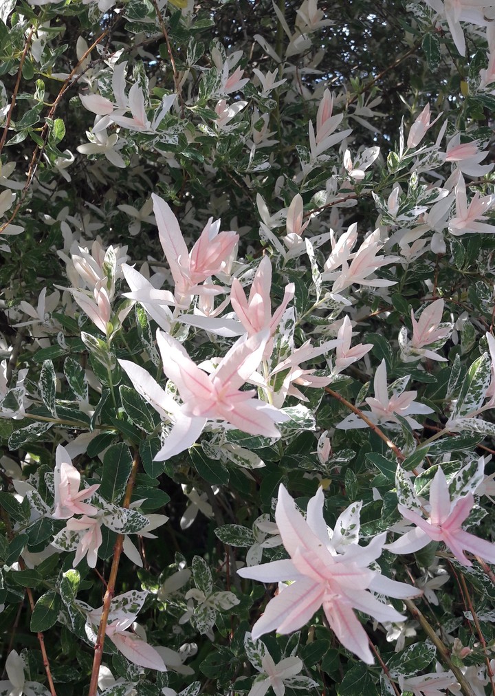 Blumen