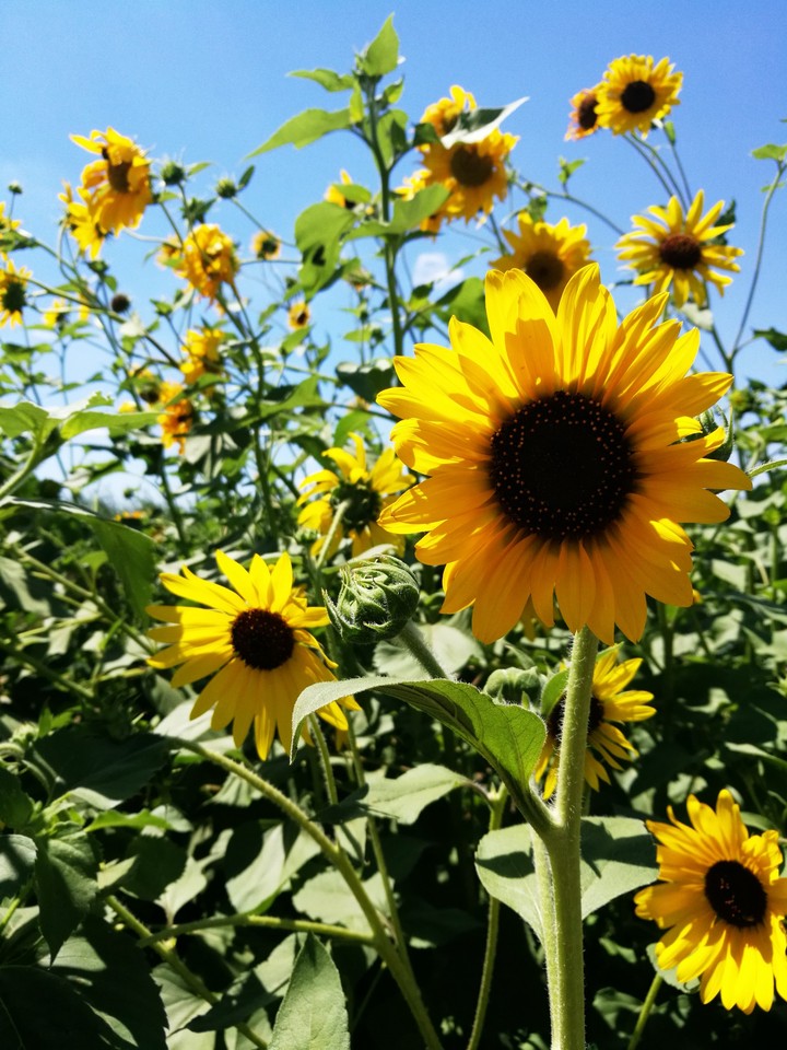 sunflower